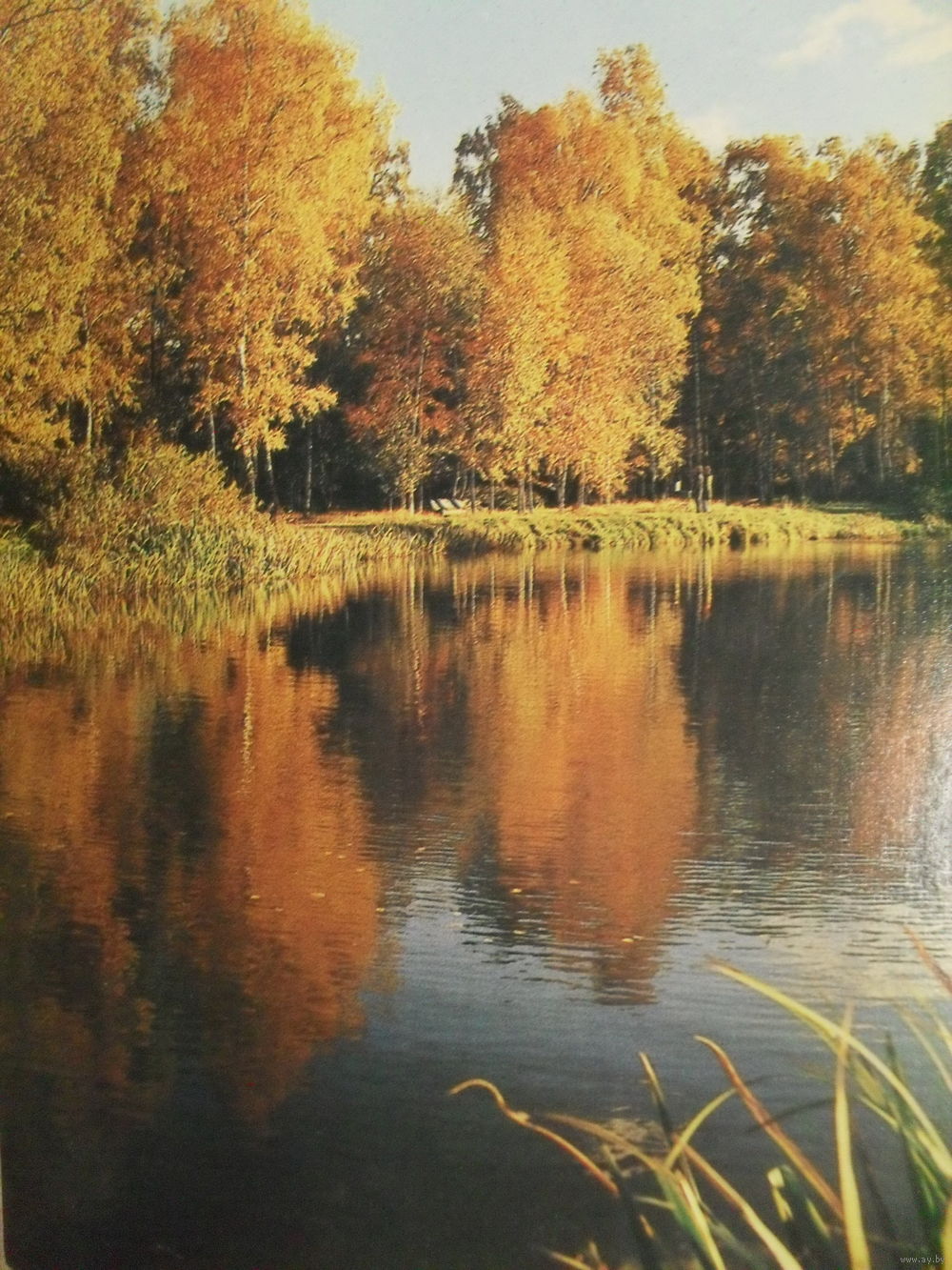 Старые открытки золотая осень