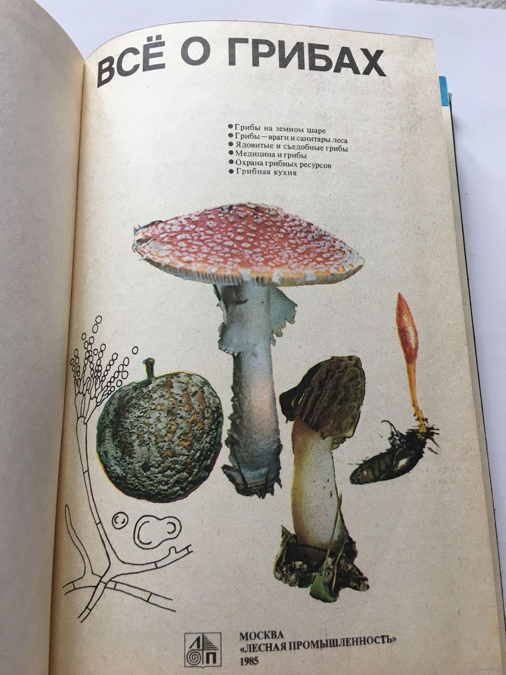 Детские книги про грибы